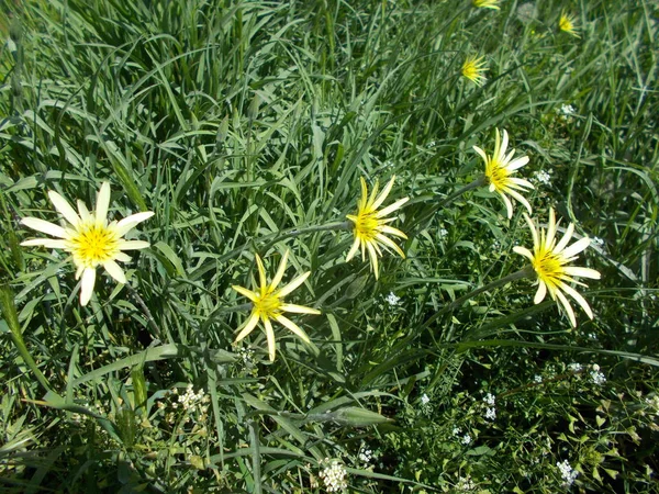 Fleurs Dans Parc Ville Fond Floral Pour Designer — Photo