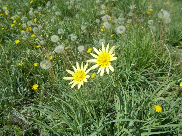 Blommor Stadspark Blommig Bakgrund För Designer — Stockfoto