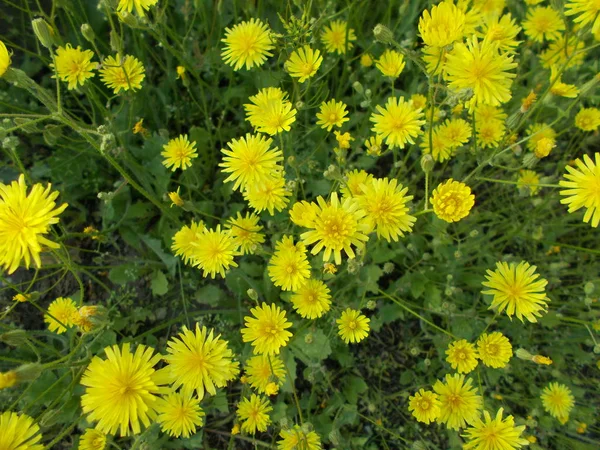 Blommor Stadspark Blommig Bakgrund För Designer — Stockfoto