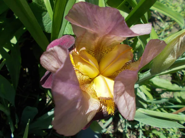 Iris Parque Ciudad Fondo Floral Para Diseñador — Foto de Stock