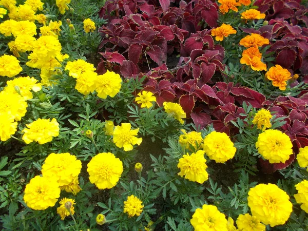 Bloemen Een Stad Park Bloemen Achtergrond Voor Ontwerper — Stockfoto