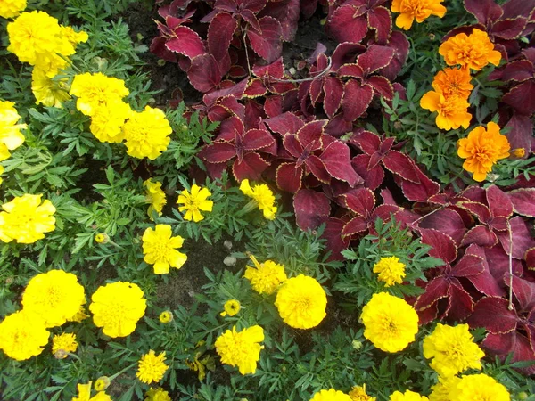 Цветы Парке Цветочный Фон Дизайнера — стоковое фото