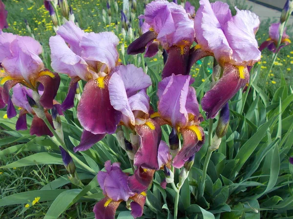 Iris Parco Cittadino Sfondo Floreale Designer — Foto Stock