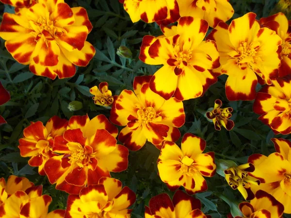 Virágok Egy Városi Parkban Virágos Háttér Tervező Számára — Stock Fotó