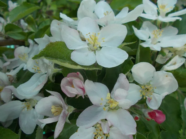 Fleurs Dans Parc Ville Fond Floral Pour Designer — Photo