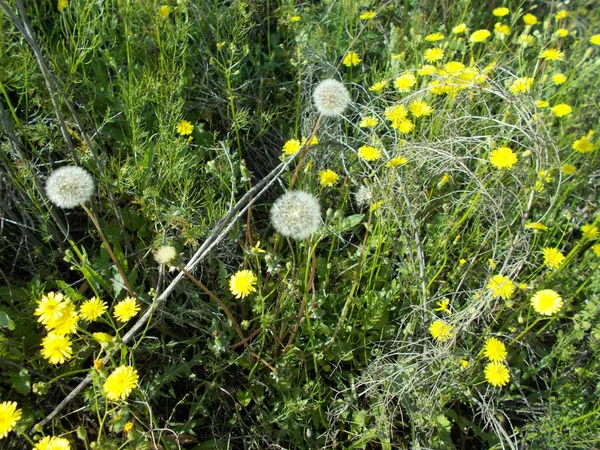 Maskrosor Grön Gräsmatta — Stockfoto