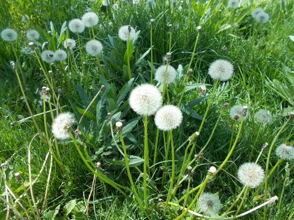 Löwenzahn Auf Dem Grünen Rasen — Stockfoto