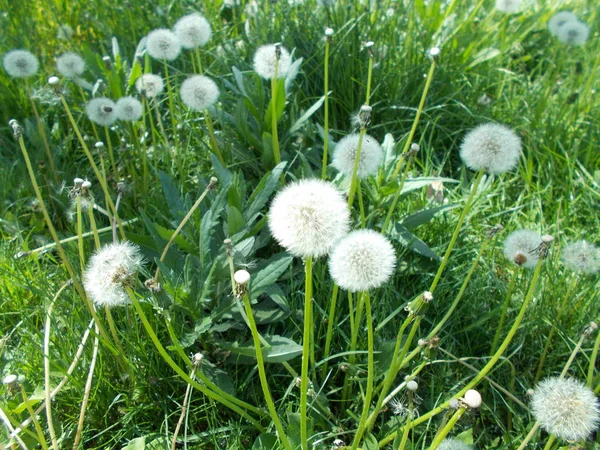 Löwenzahn Auf Dem Grünen Rasen — Stockfoto