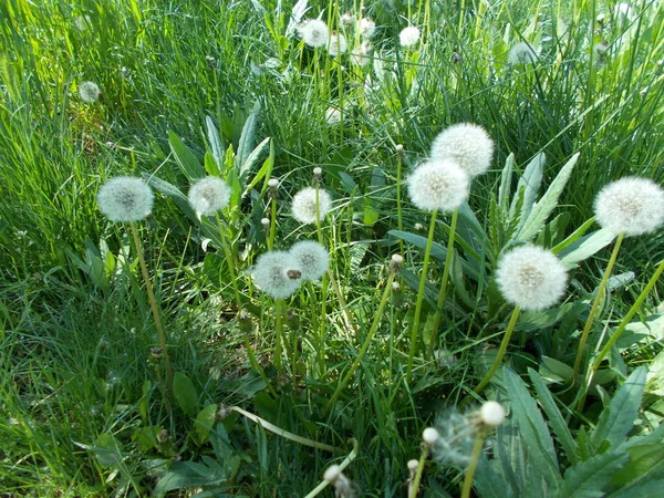 Löwenzahn Auf Dem Grünen Rasen — Stockfoto