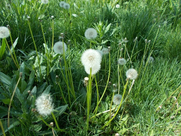 Löwenzahn Auf Dem Grünen Rasen — Stockfoto