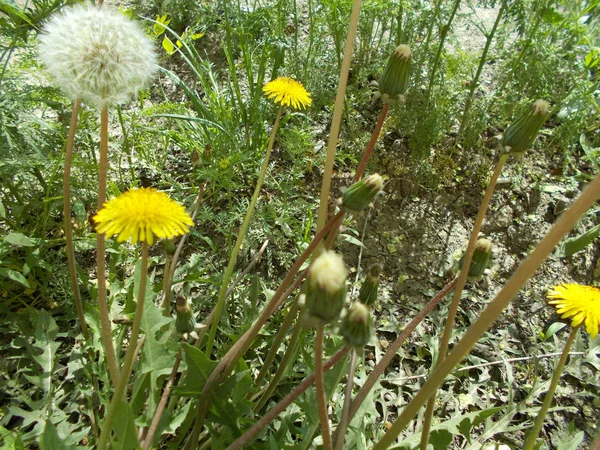 Maskrosor Grön Gräsmatta — Stockfoto