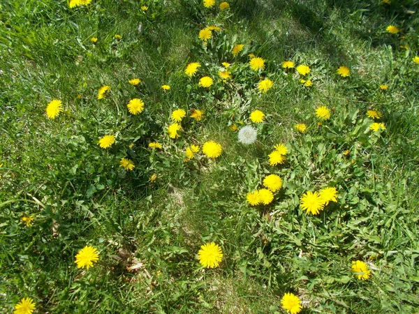 Löwenzahn Auf Dem Grünen Rasen — Stockfoto