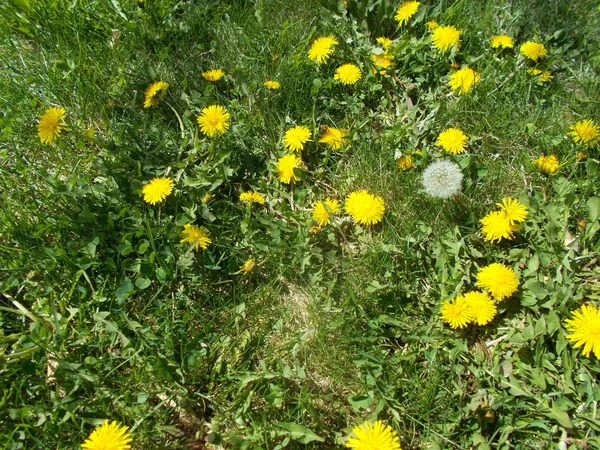 Maskrosor Grön Gräsmatta — Stockfoto