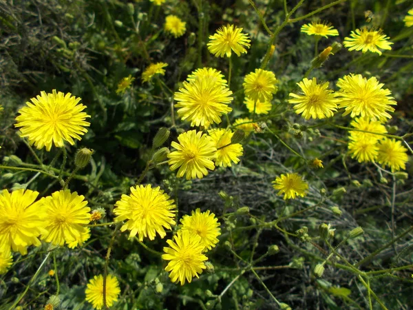 Maskrosor Grön Gräsmatta — Stockfoto