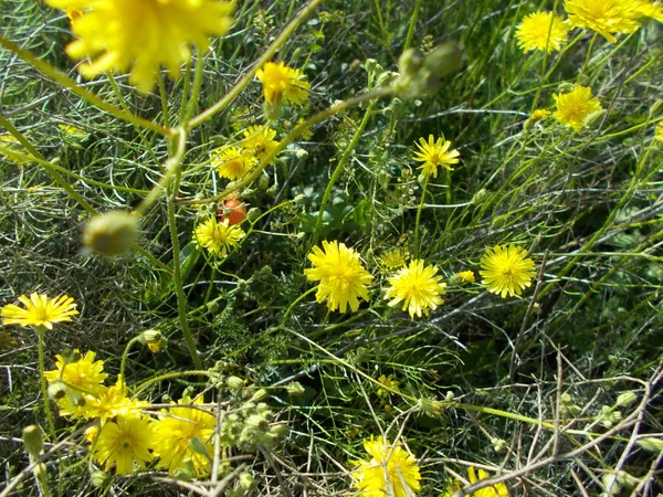 Maskrosor Grön Gräsmatta — Stockfoto