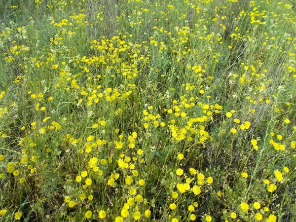 Dandelions Green Lawn — Stock Photo, Image