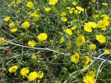 Yeşil çimlerde karahindibalar