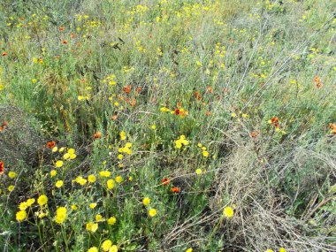 Yeşil çimlerde karahindibalar