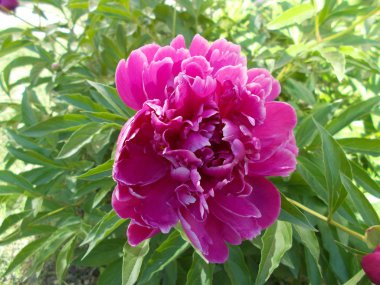 Şehir parkında şakayıklar