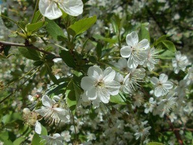 Çiçek açan kiraz dalları. Tasarım için arkaplan.