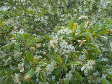 Çiçek açan kiraz dalları. Tasarım için arkaplan.
