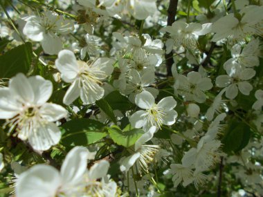 Çiçek açan kiraz dalları. Tasarım için arkaplan.