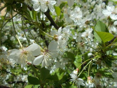Çiçek açan kiraz dalları. Tasarım için arkaplan.
