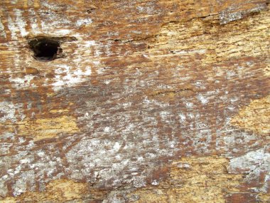 Tasarımınız için ahşap doku