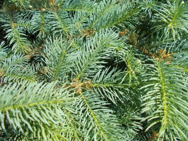 Kozalaklı dallar. Tasarımcının doğal arkaplanı