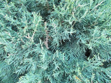 Tasarımcının doğal arkaplanı.