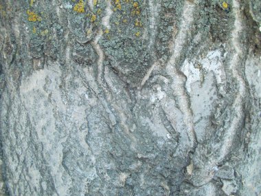 Tasarımınız için ahşap doku