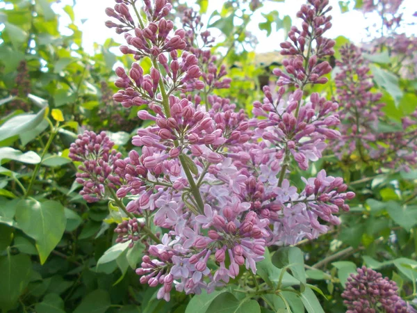 Lilas Dans Parc Ville — Photo