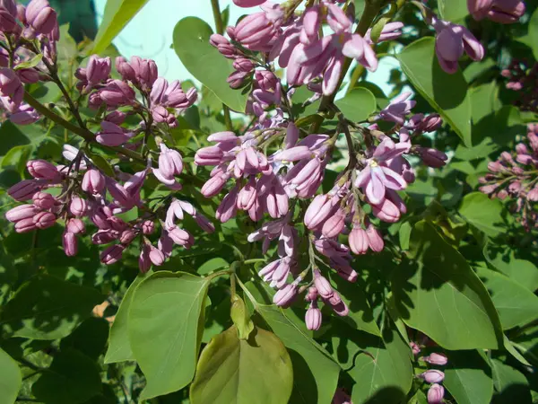 Lilas Dans Parc Ville — Photo