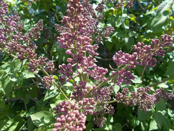 Lilas Dans Parc Ville — Photo