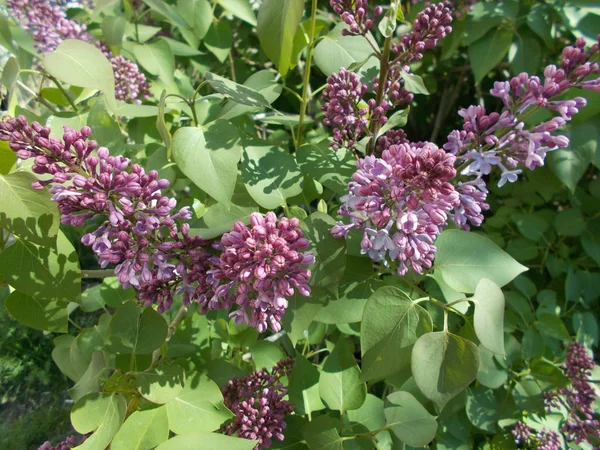 Lilac Bush City Park — Stock Photo, Image