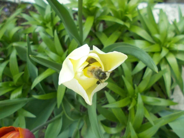 Tulipes Dans Parc Municipal — Photo