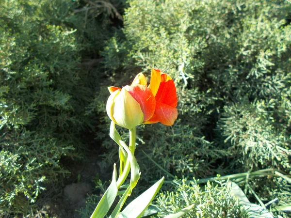 Tulips City Park — Stock Photo, Image