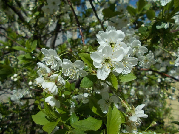 Branches Une Cerise Fleurs Contexte Conception — Photo