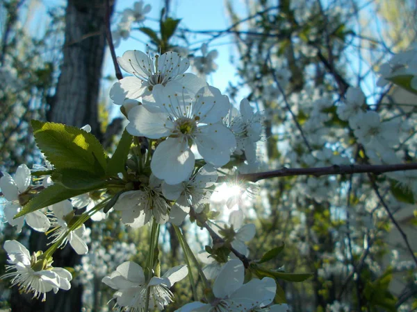 Větve Kvetoucí Třešně Pozadí Pro Design — Stock fotografie