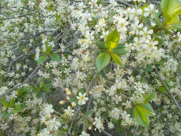 Branches Blossoming Cherry Background Design — Stock Photo, Image