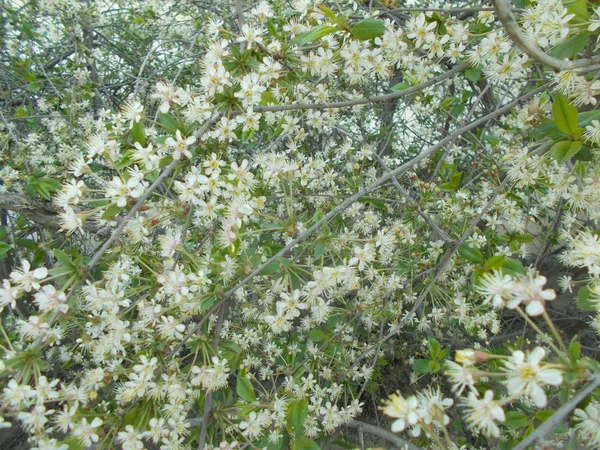 Branches Une Cerise Fleurs Contexte Conception — Photo