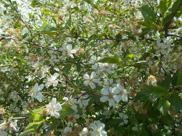 Branches Une Cerise Fleurs Contexte Conception — Photo