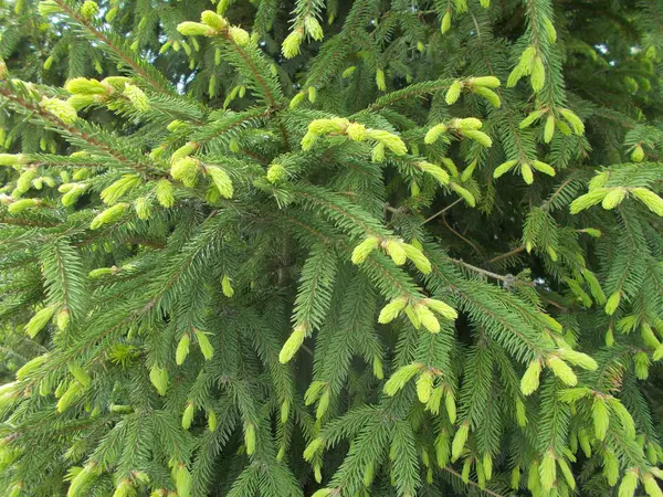 Barrträd Naturlig Bakgrund För Designern — Stockfoto