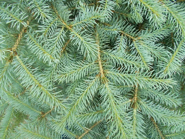 Coniferous Branches Natural Background Designer — Stock Photo, Image