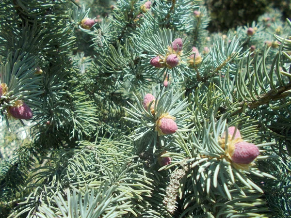 Coniferous Branches Natural Background Designer — Stock Photo, Image