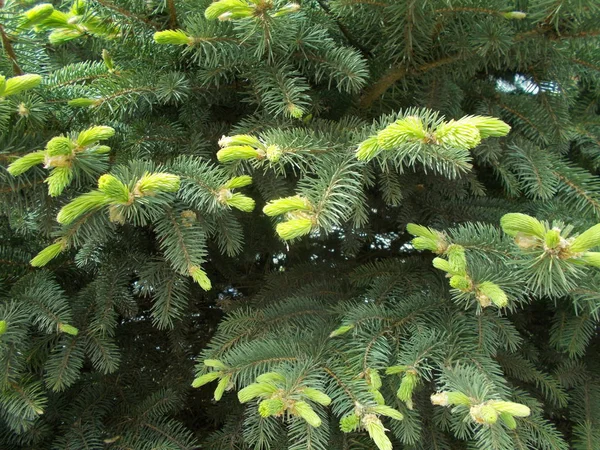 Barrträd Naturlig Bakgrund För Designern — Stockfoto