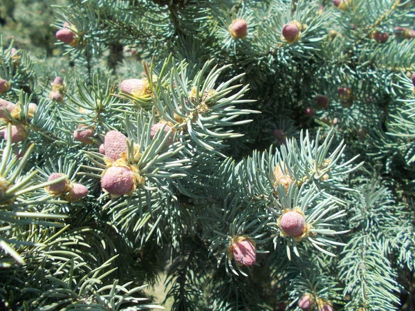 Barrträd Naturlig Bakgrund För Designern — Stockfoto