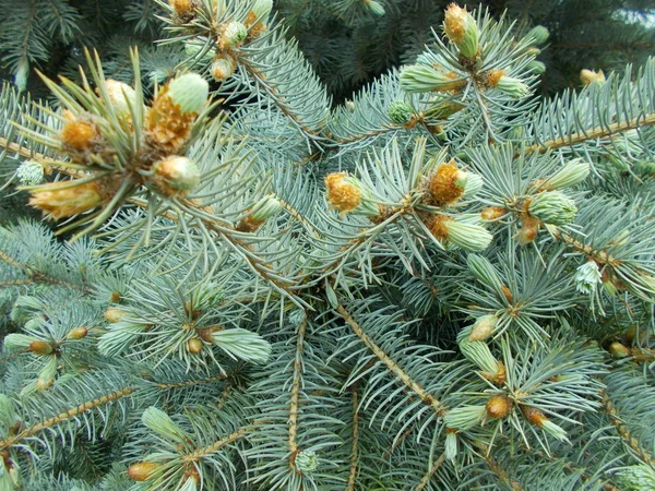 Barrträd Naturlig Bakgrund För Designern — Stockfoto