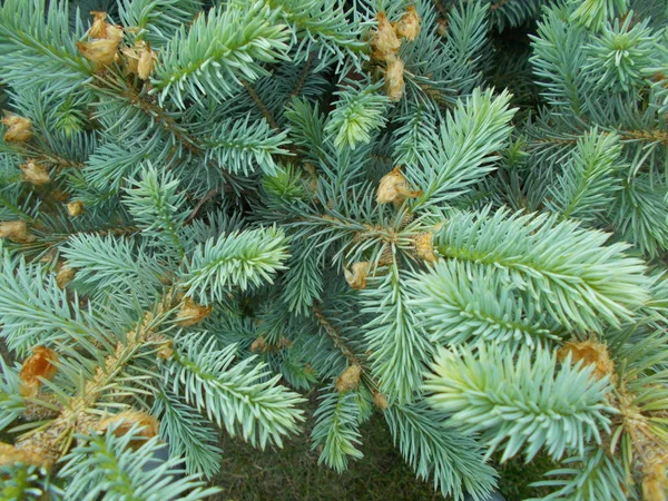 Barrträd Naturlig Bakgrund För Designern — Stockfoto