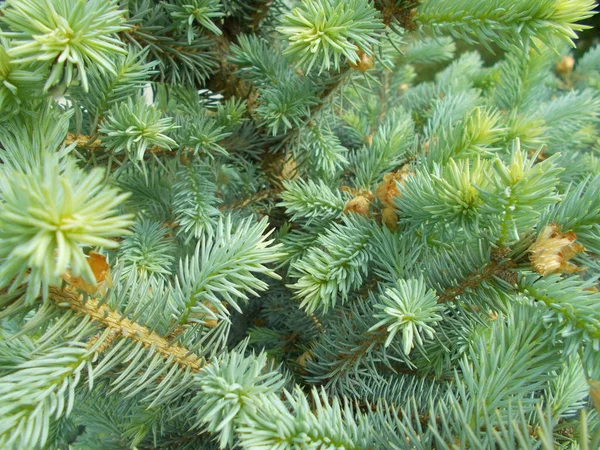 Coniferous Branches Natural Background Designer — Stock Photo, Image
